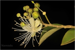 Capparis grandis